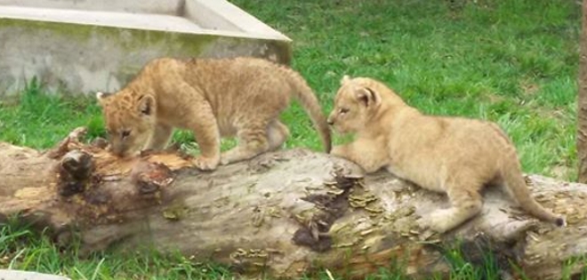 Póngale nombre a los 2 cachorros de león que nacieron en Baños