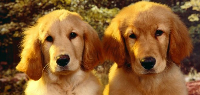 Un laboratorio en Corea clona tu perro por 100 mil dólares