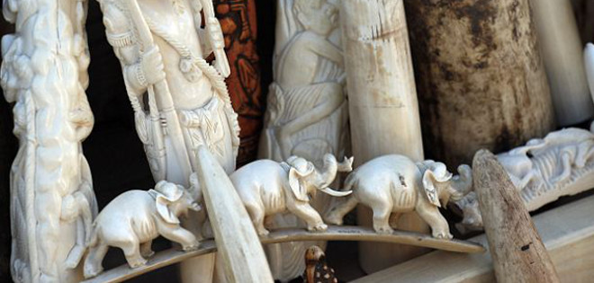 Masacre de elefantes en África y venta de marfil en China están &quot;fuera de control&quot;