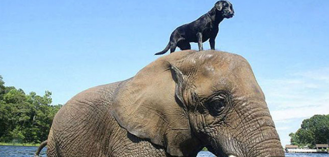 Fotos que demuestran el amor entre animales de distinta especie