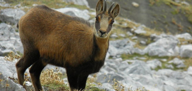Cabras montesas se “encogen” en reacción al cambio climático