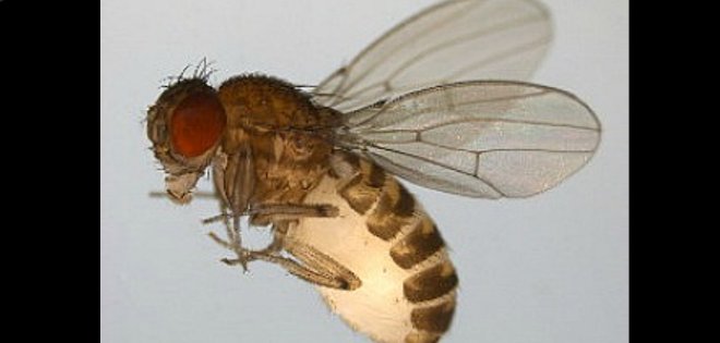 Descubren en Ecuador una nueva especie de mosca endémica