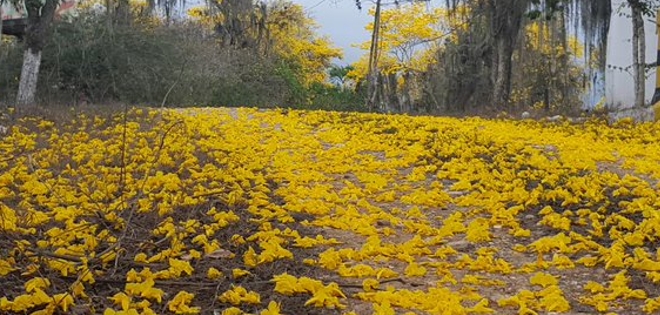 Reserva Arenillas ve florecer en octubre los guayacanes