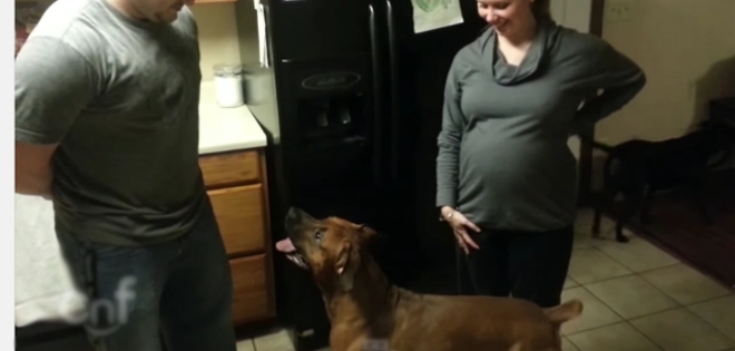 El instinto protector de un perro con su dueña embarazada