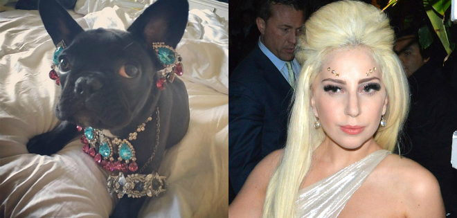 Lady Gaga criticada por poner joyas a su perro