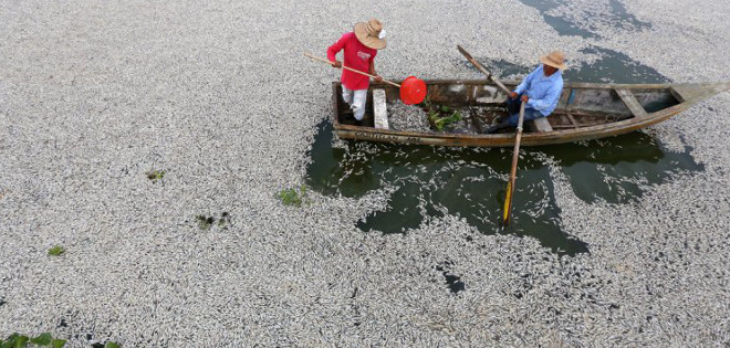 Aparecieron miles de peces muertos en una laguna mexicana