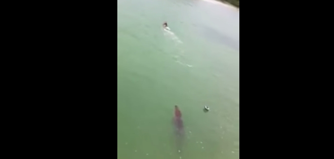 (VIDEO) Niño logró escapar nadando de ataque de un cocodrilo en México
