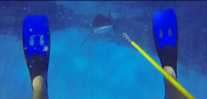 Buzo escapa de ataque de tiburón y lo deja grabado