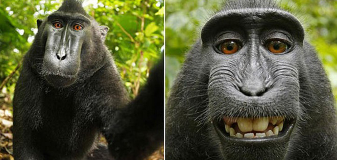 Juicio en torno a una &quot;selfie&quot; tomada por un mono