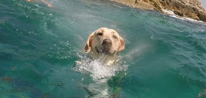 Conoce a Walter, el perro que disfruta del mar