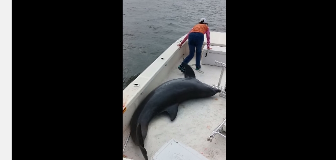 (VIDEO) Delfín se lanza dentro de una lancha