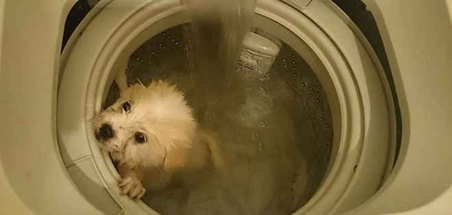 Policía de Hong Kong investiga, tras difundirse fotos de un perro dentro de una lavadora
