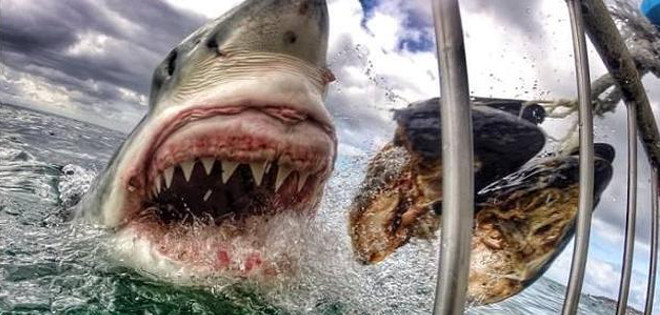 Así de espectacular es el ataque de un tiburón blanco