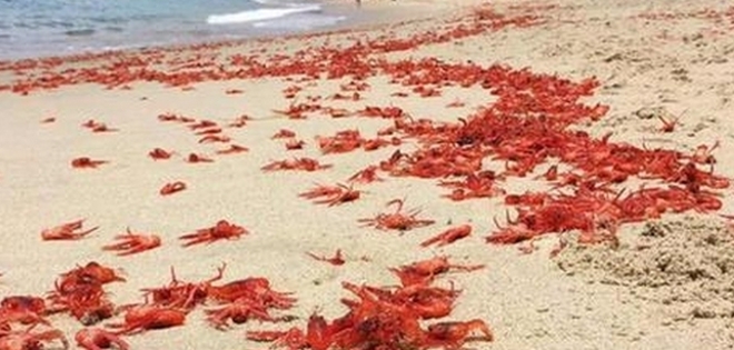 Continúa la invasión de cangrejos en costas del sur de California