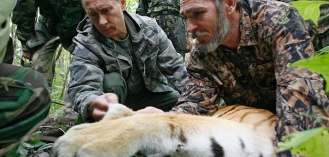 Un tigre siberiano soltado por Putin se fue a China