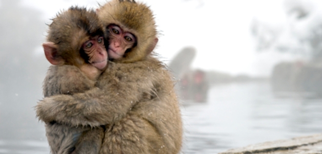 Detectan cambios en la sangre de monos en Fukushima