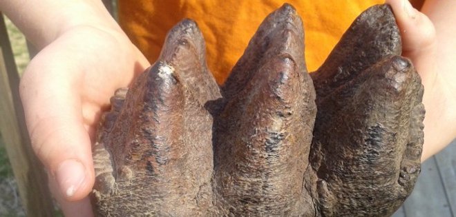 Niño de 9 años encuentra un diente de mastodonte de 10.000 años