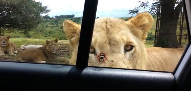 En medio de la sabana africana un león abrió la puerta de un auto