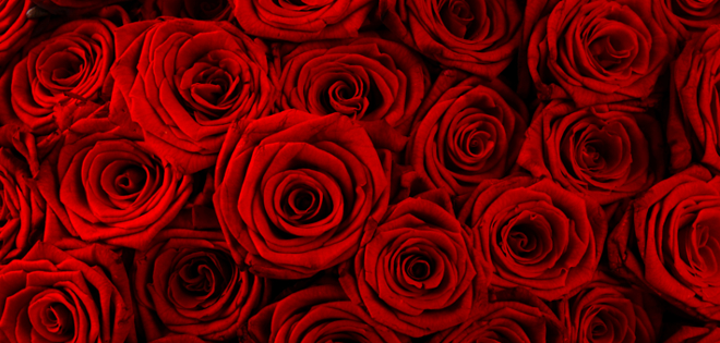 Rosas ecuatorianas invaden los mercados del mundo por San Valentín
