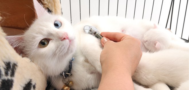 Hacia un nuevo estilo de vida: ¿El gato puede contraer sida?
