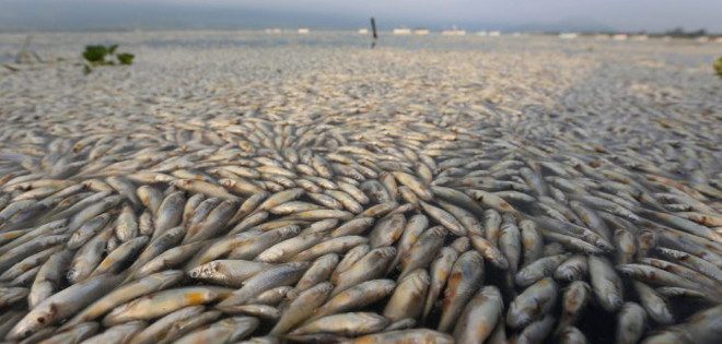 Aparecieron miles de peces muertos en una laguna mexicana