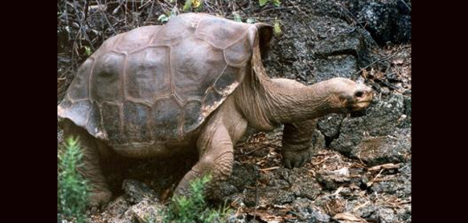 La tortuga emblema de Galápagos se exhibirá embalsamada en Nueva York