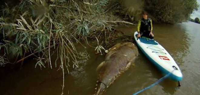 Un &quot;monstruo&quot; marino de dos metros apareció en un río en el centro de Inglaterra
