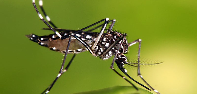 ONU pide acceso al aborto por zika, asociado a tres muertes en Colombia