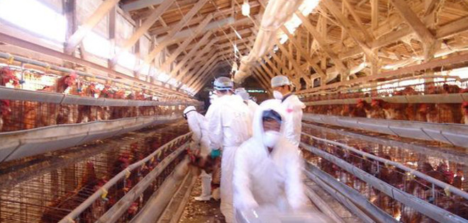 Detectan nuevos casos de gripe aviar en gansos silvestres de Japón