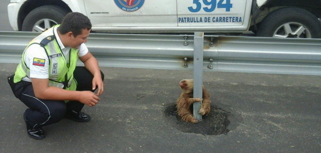 Agentes de la CTE encontraron a un tierno oso perezoso