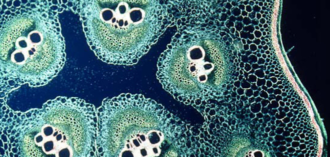 Los virus emergentes que amenazan al ser humano