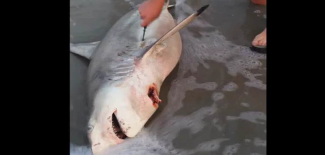 (VIDEO) Tiburón muerto da a luz a tres crías con la ayuda de un turista