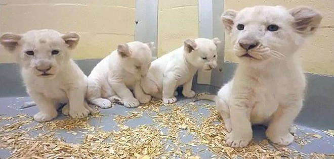 Los adorables leones blancos que derriten corazones en YouTube