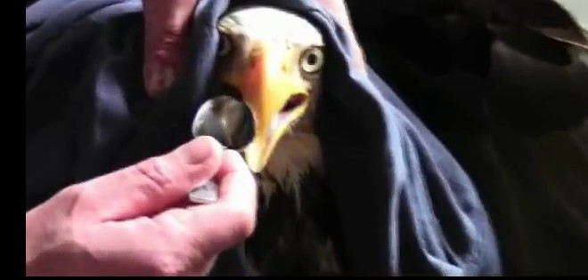Un pescador rescata a un águila en un lago de Canadá
