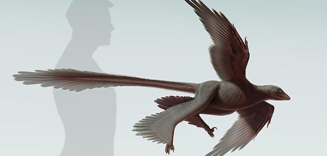 Descubren en China el mayor dinosaurio de cuatro alas
