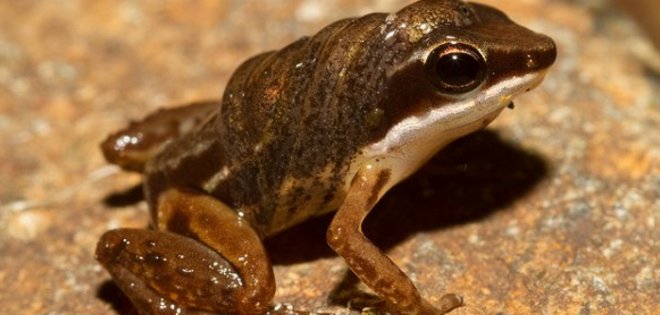 Biólogos intentan rescatar a rana emblemática de Quito