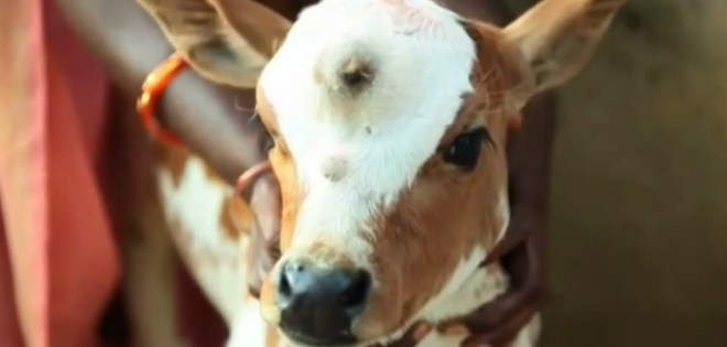 Vaca con tres ojos se convierte en un ícono religioso en India