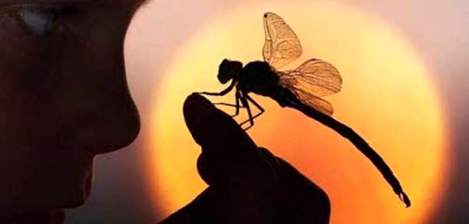 Los insectos se originaron hace 480 millones de años, según estudio