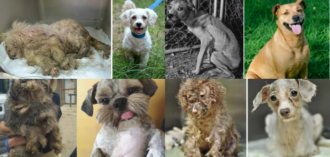 El antes y después de perritos que fueron rescatados en pésimas condiciones