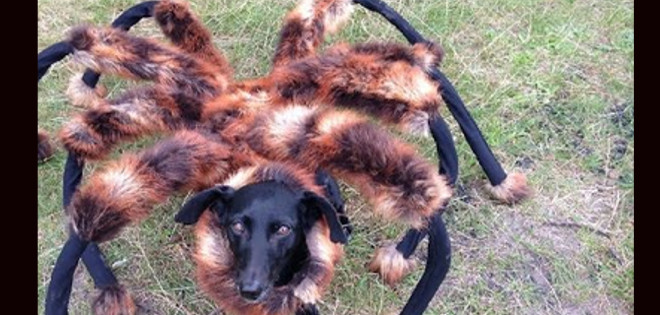 (VIDEO) El temible &#039;perro araña&#039; que aterroriza a los polacos