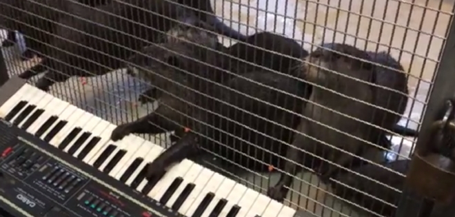 VIDEO: Animales tocan el piano en zoológico de Washington