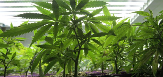 Uruguay reglamentó cultivo de cannabis para uso industrial