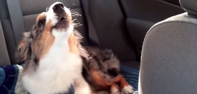 (VIDEO) La increíble reacción de este perro al levantarse con “Let it Go”