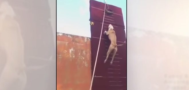(VIDEO) El asombroso salto de un pitbull