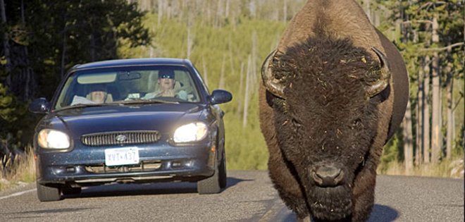 Bisonte ataca a una joven que posaba para una foto en parque de Yellowstone