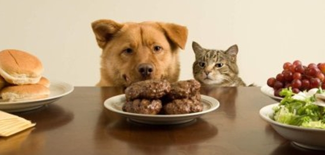 ¿Qué alimentos son nocivos para las mascotas?