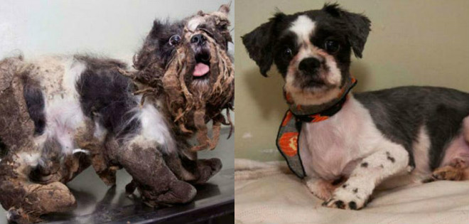Esta es la increíble transformación de un perro que vivía en la basura