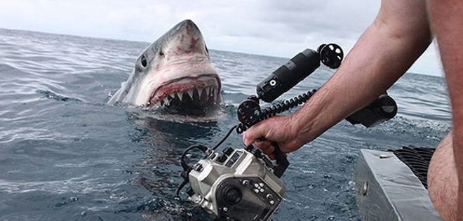 El aterrador contacto de unos investigadores con un tiburón blanco
