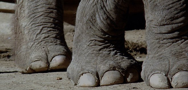 Siete muertos deja fuga de dos elefantes en Malaui