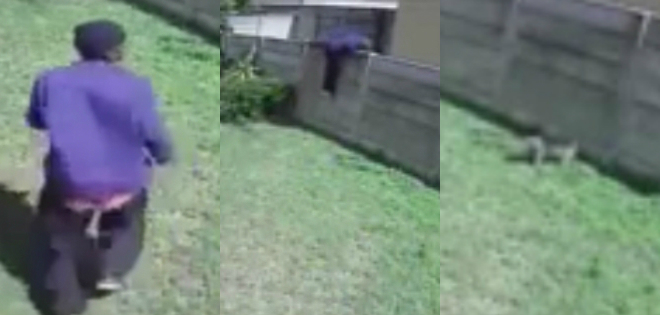 (VIDEO) Ladrón es ahuyentado por un pequeño pero feroz perro